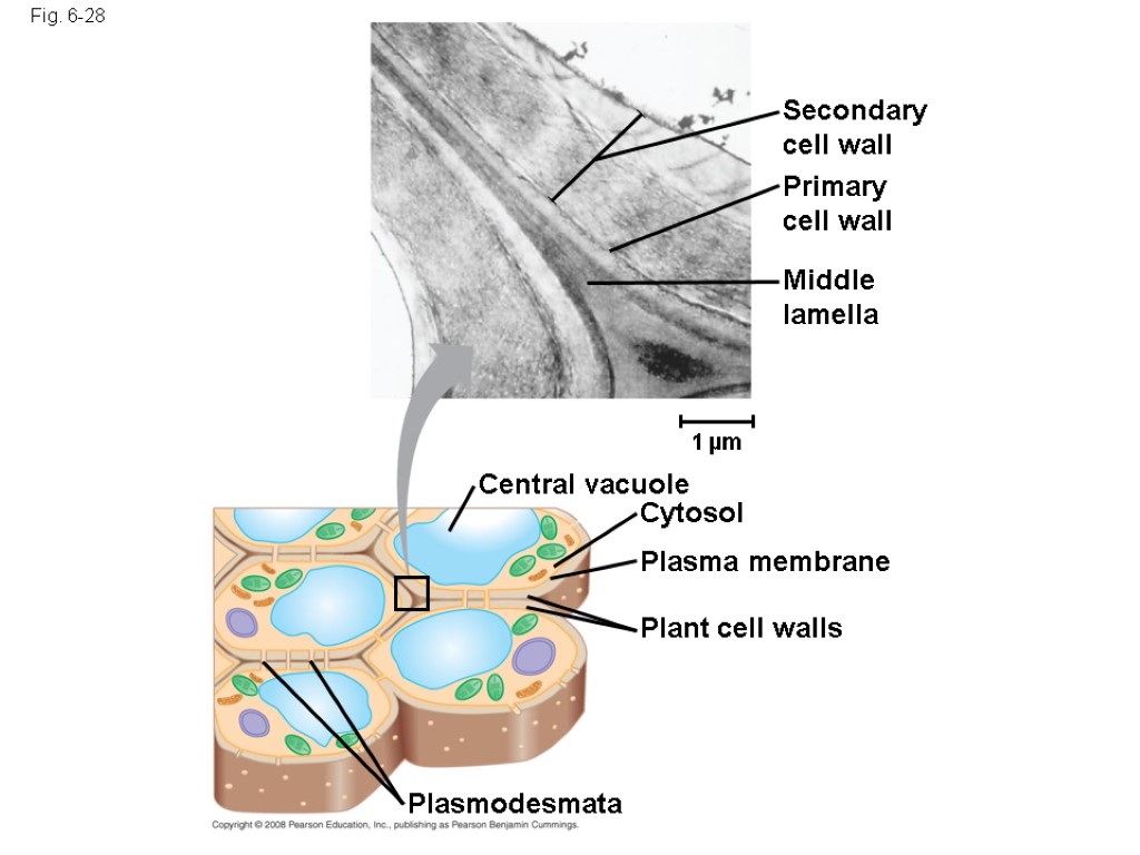Fig. 6-28 Secondary cell wall Primary cell wall Middle lamella Central vacuole Cytosol Plasma